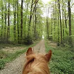 L'autourserie לינה וארוחת בוקר 3*