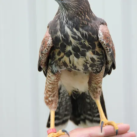 L'autourserie 3* Chahaignes