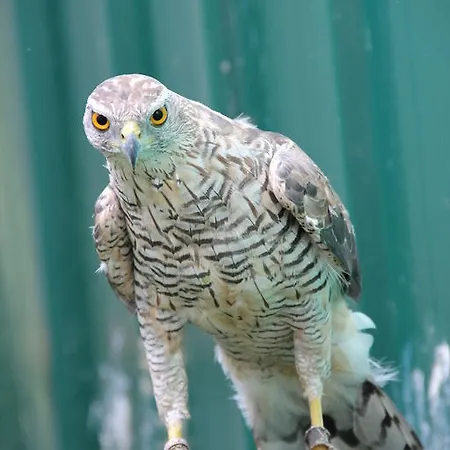 L'autourserie Chahaignes