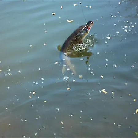 Couette-café L'autourserie Chahaignes